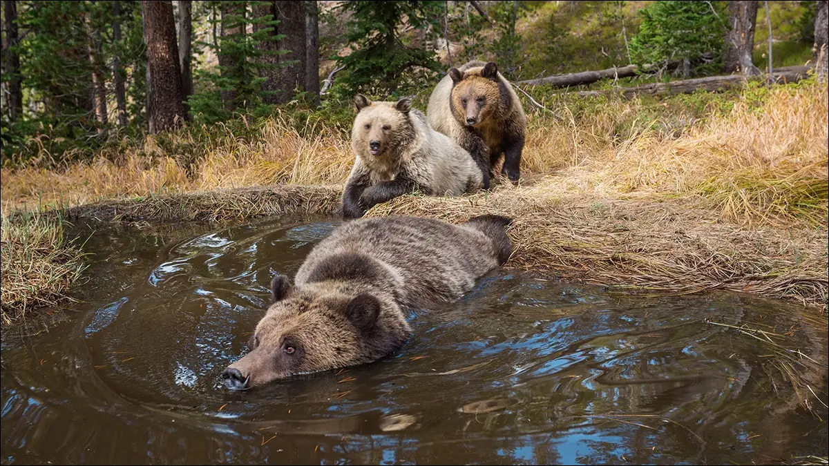 Медведи в Йеллоустоне