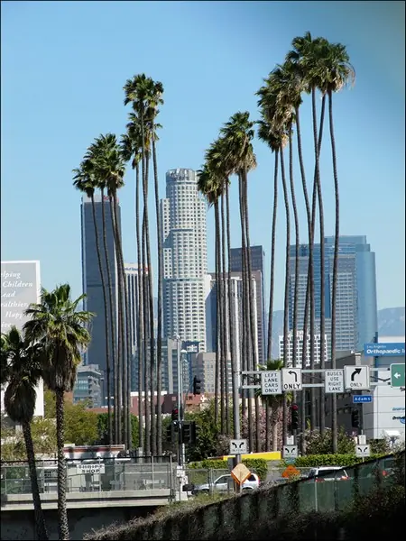 Пальмы в Лос-Анджелесе