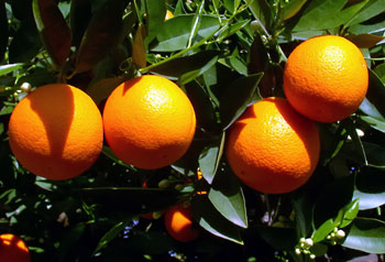 Калифорнийские апельсины