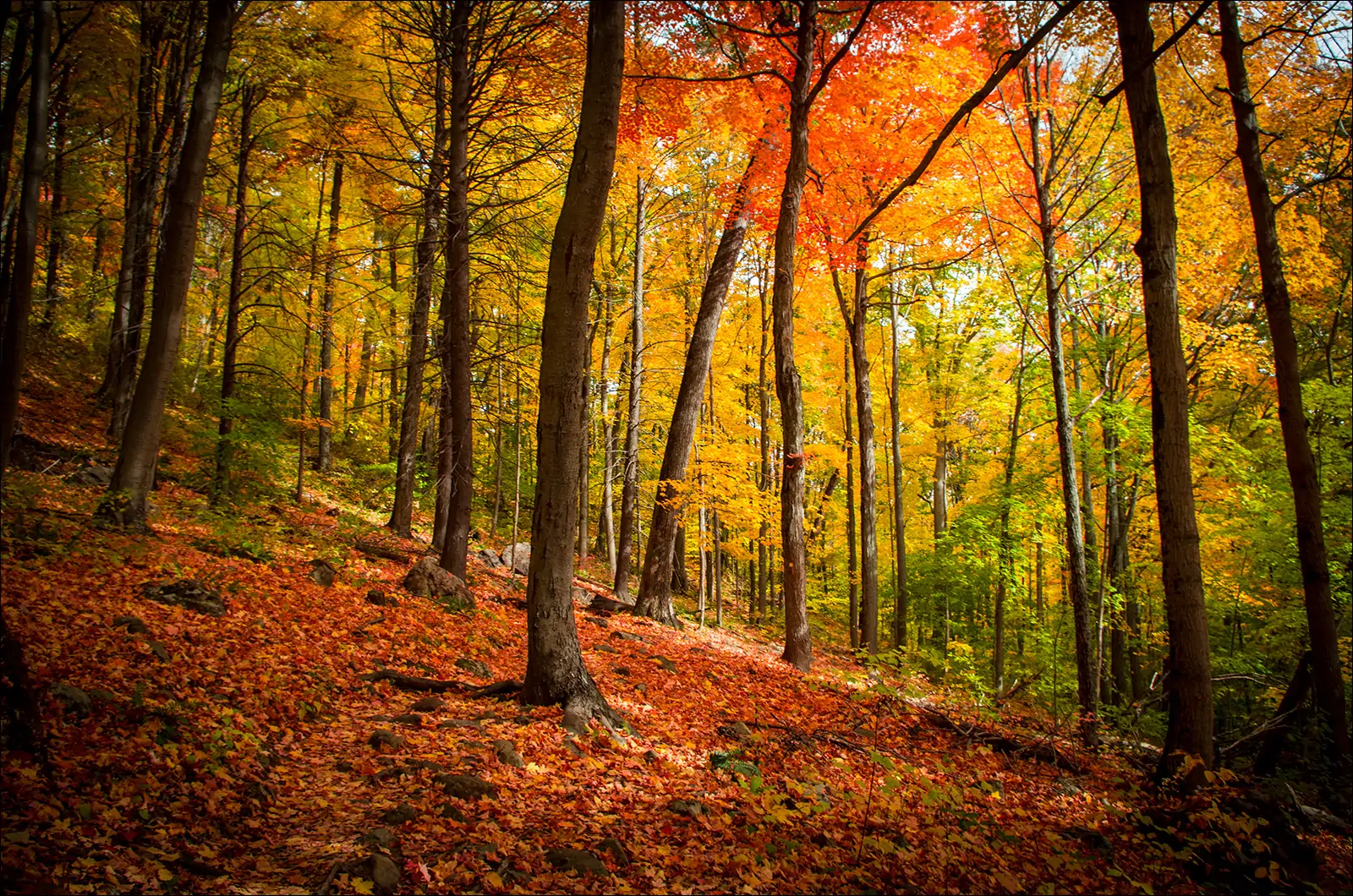 Осень в лесах Коннектикута