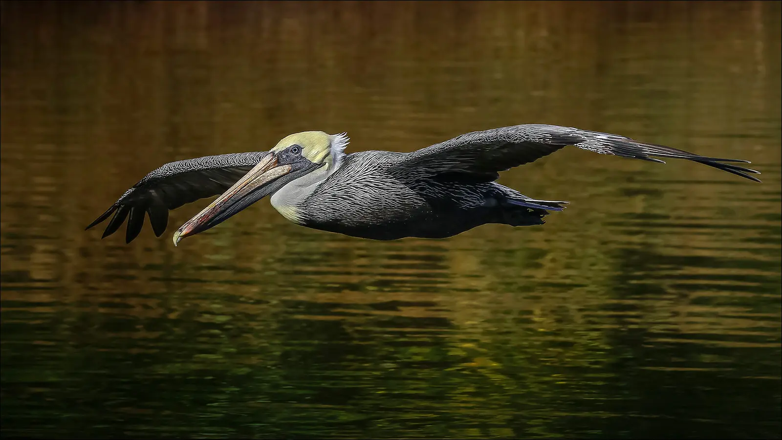 Бурый пеликан в Луизиане