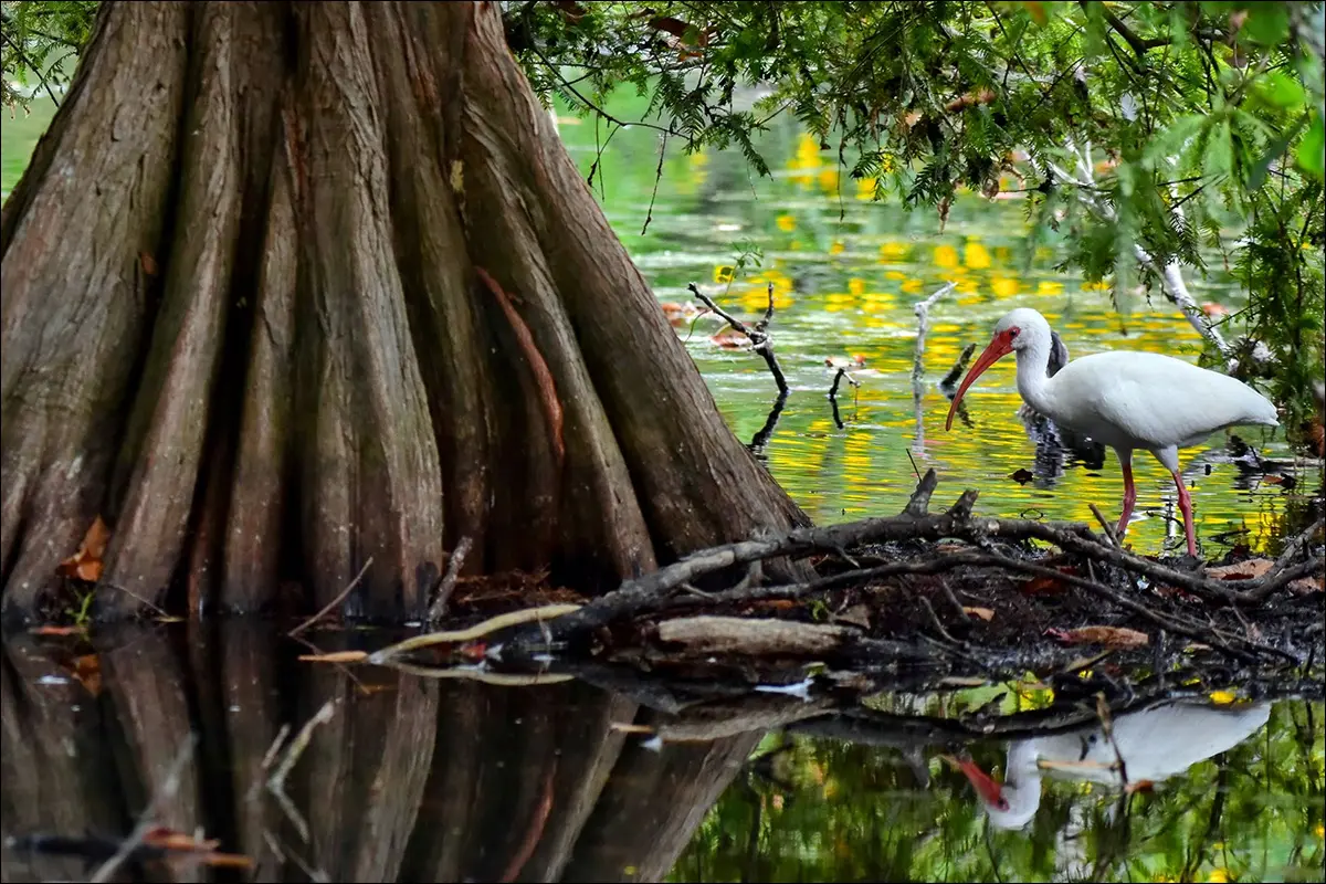 Белый ибис на кипарисовых болотах Луизианы