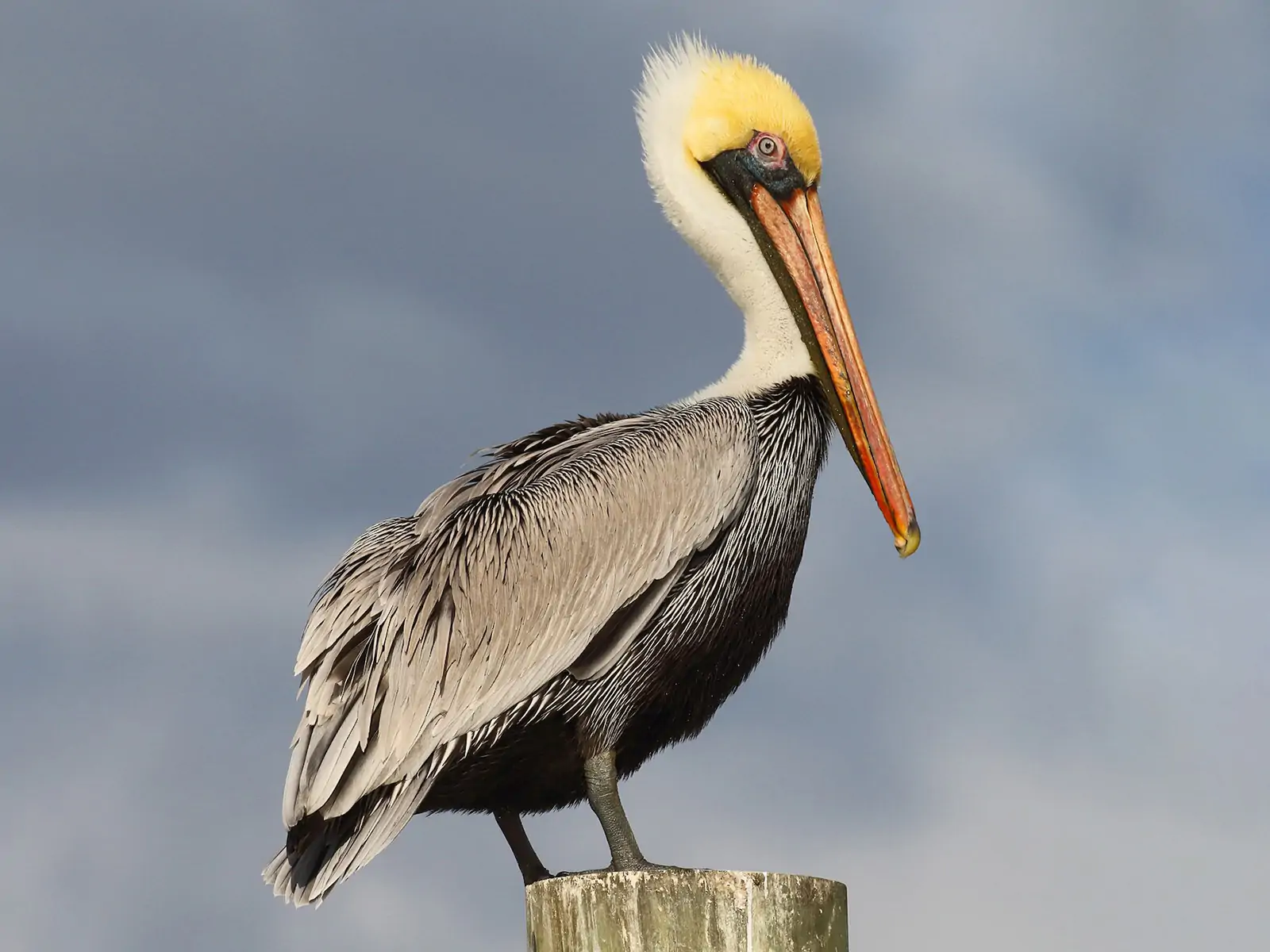 Бурый пеликан символ штата Луизиана