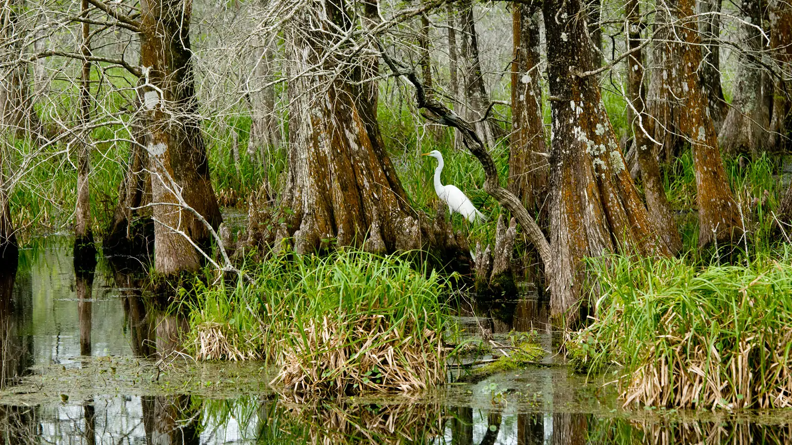 Кипарисовое болото в Луизиане