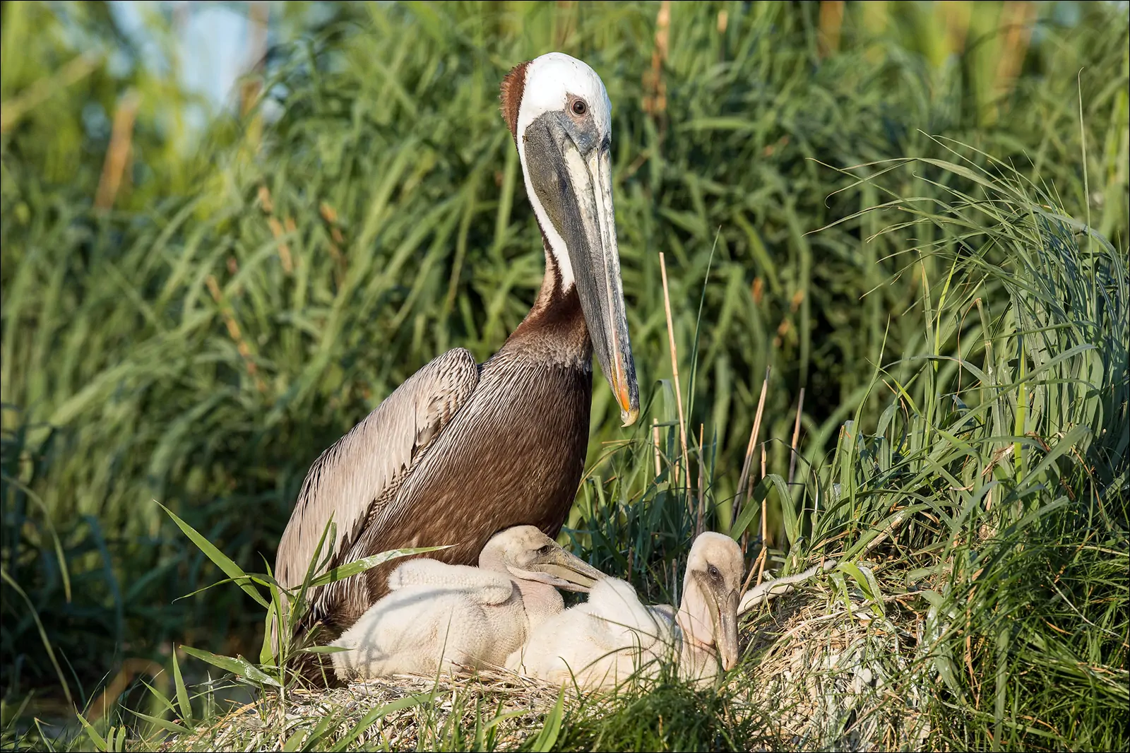 Бурые пеликаны на одном из островов Чесапикского залива