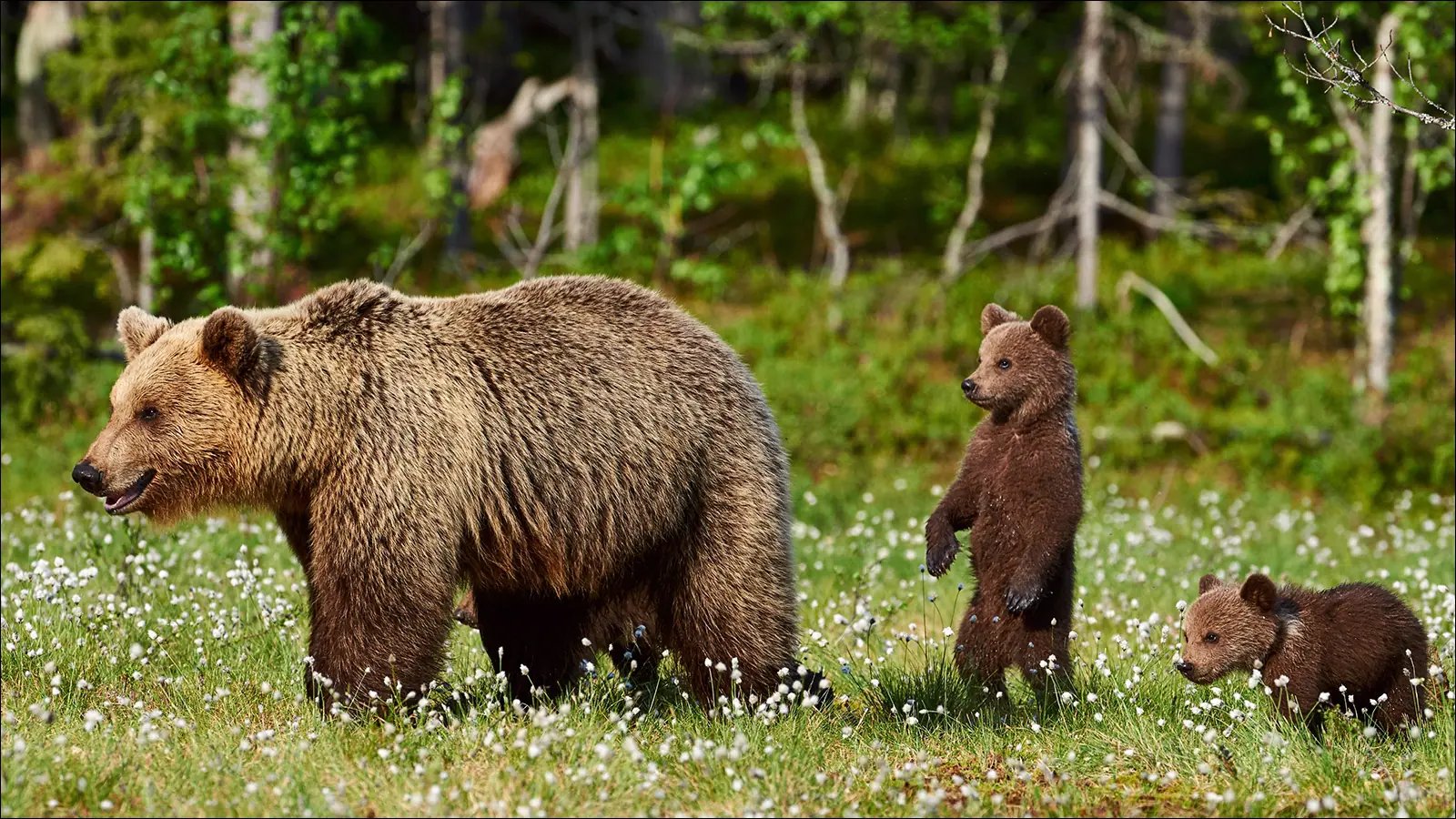 Медведь гризли символ штата Монтана