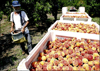Сбор урожая персиков в Нью-Джерси