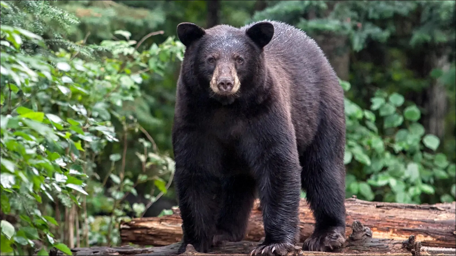 Черный медведь символ штата Нью-Мексико