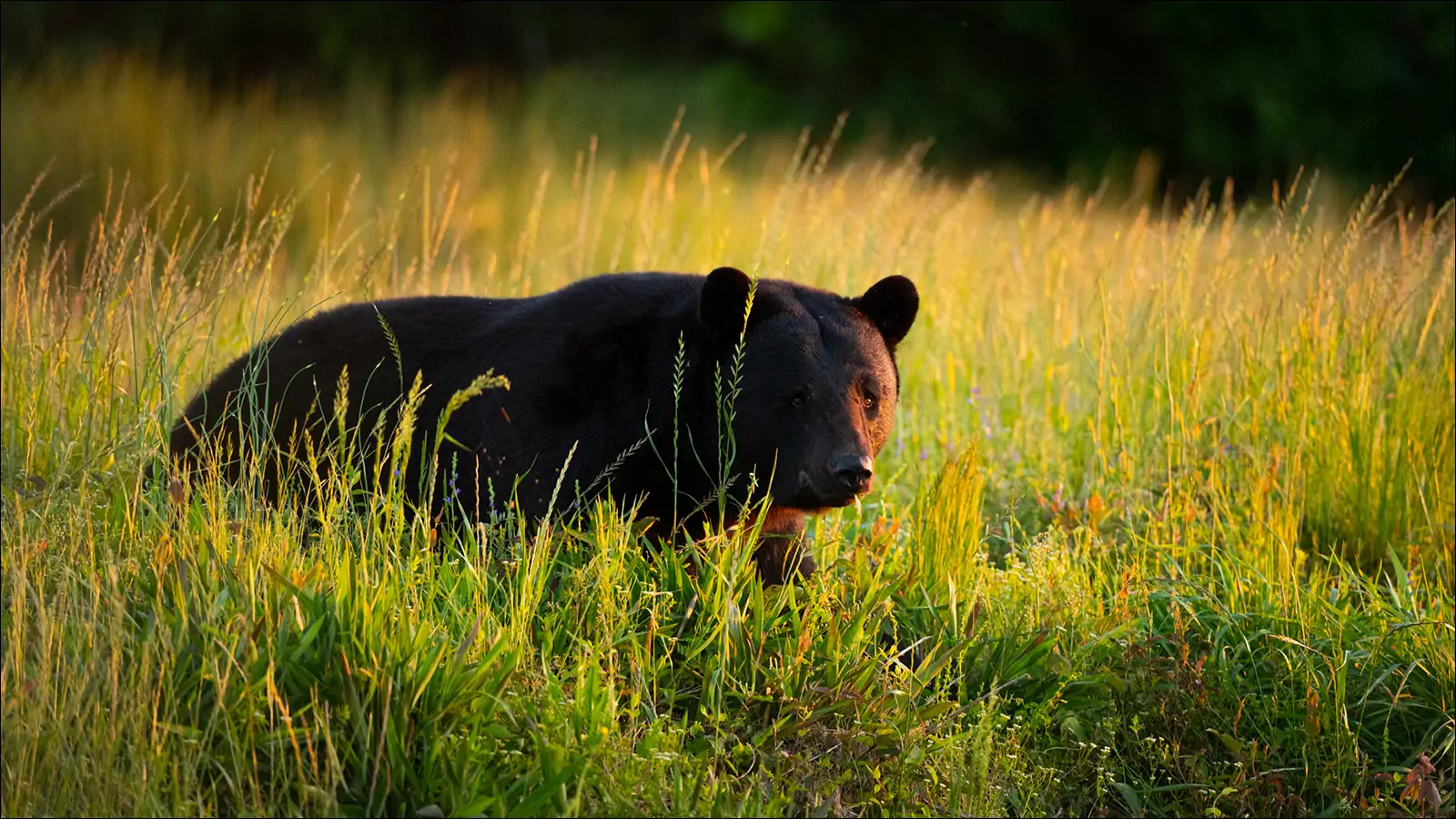Черный медведь в заповеднике Аллигатор-Ривер
