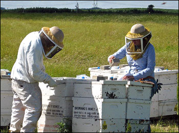 Пчеловоды в Северной Дакоте
