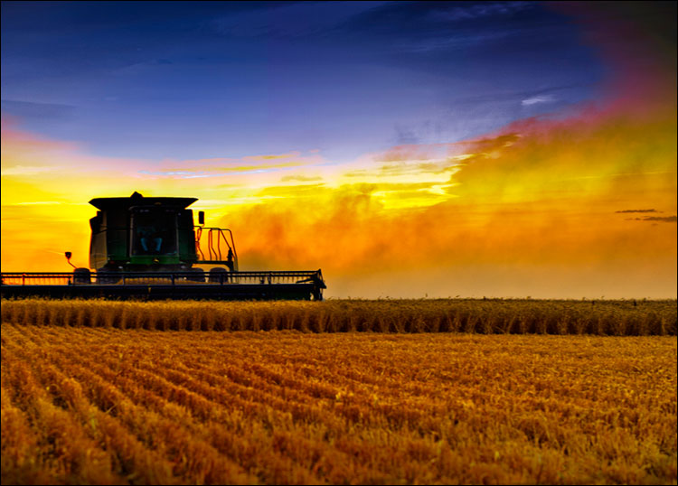Уборка пшеницы в Северной Дакоте