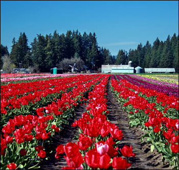 Тюльпаны в Орегоне