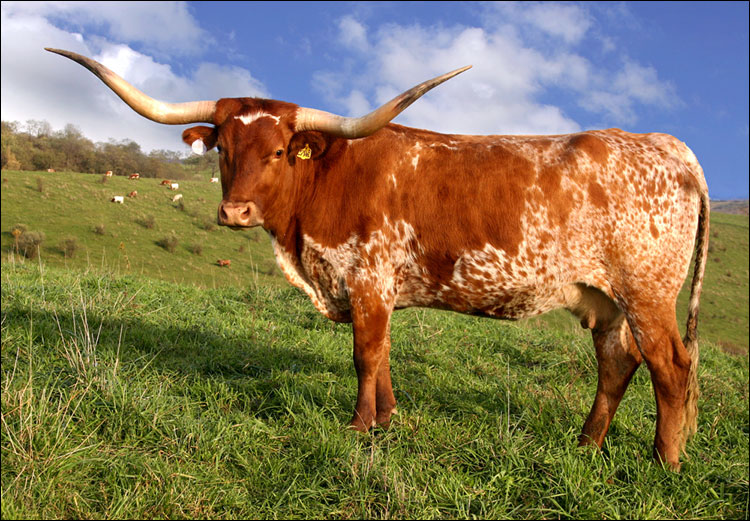 Техасская длиннорогая корова