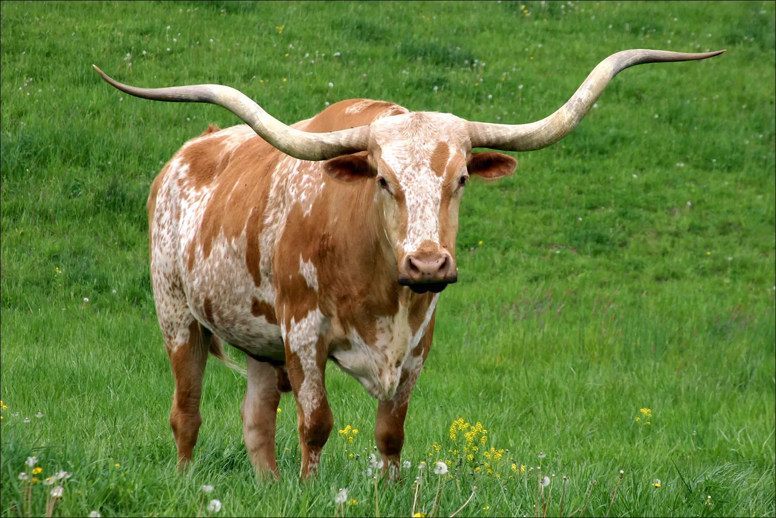 Техасский лонгхорн символ штата Техас