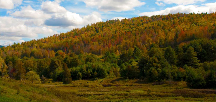 Леса Вермонта