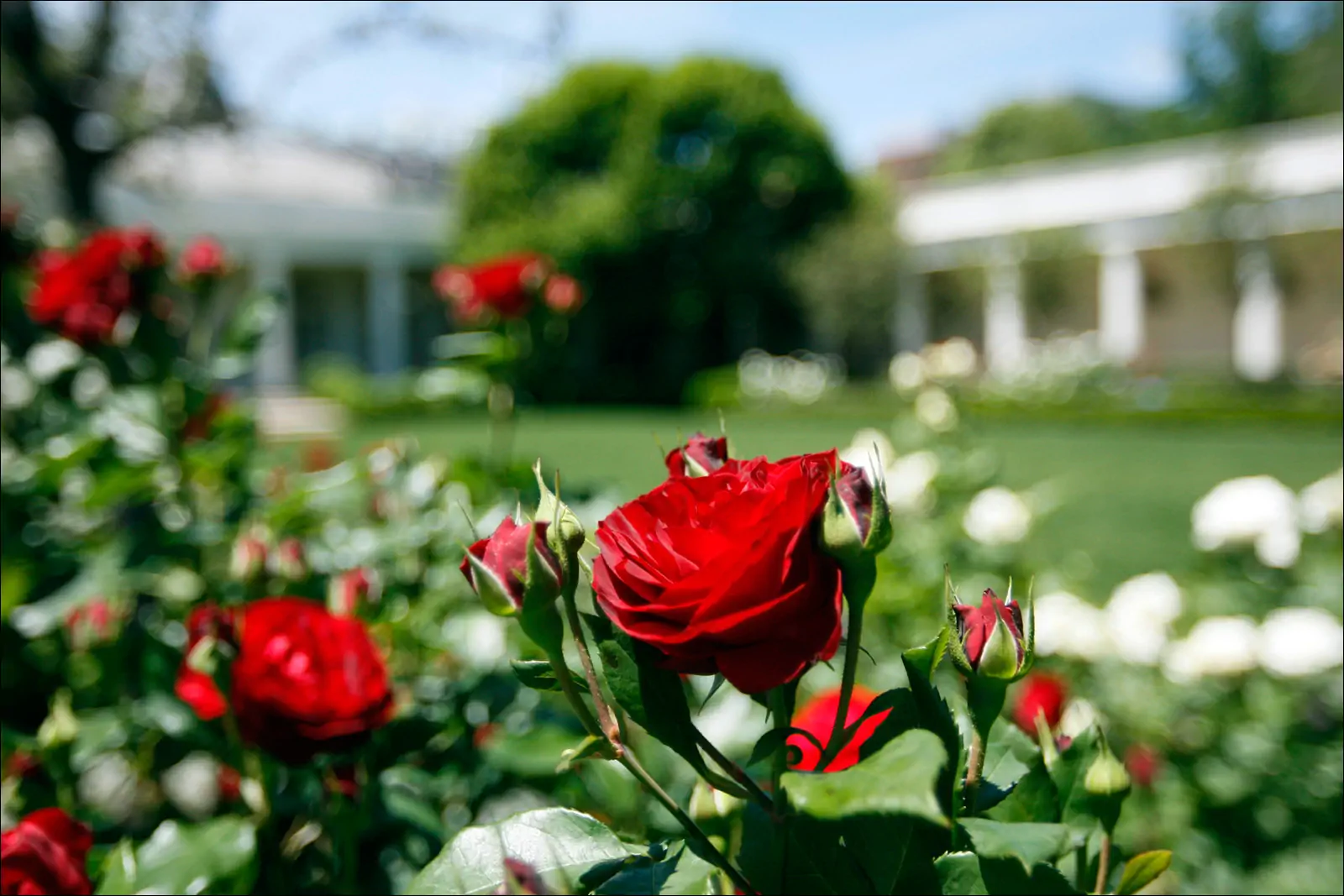 В Розовом саду Белого дома